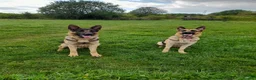 German Shepherd dogs for sale: 11 beautiful German Shepard  in Ebbw Vale - Advert 3
