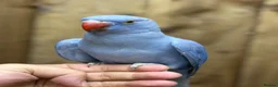 Ringnecks birds for sale: Baby Ringneck - Advert 9