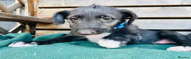Deerhound 4