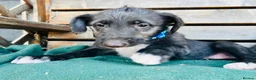 Deerhound dogs for sale: KC Reg Deerhound Puppies  - Advert 16