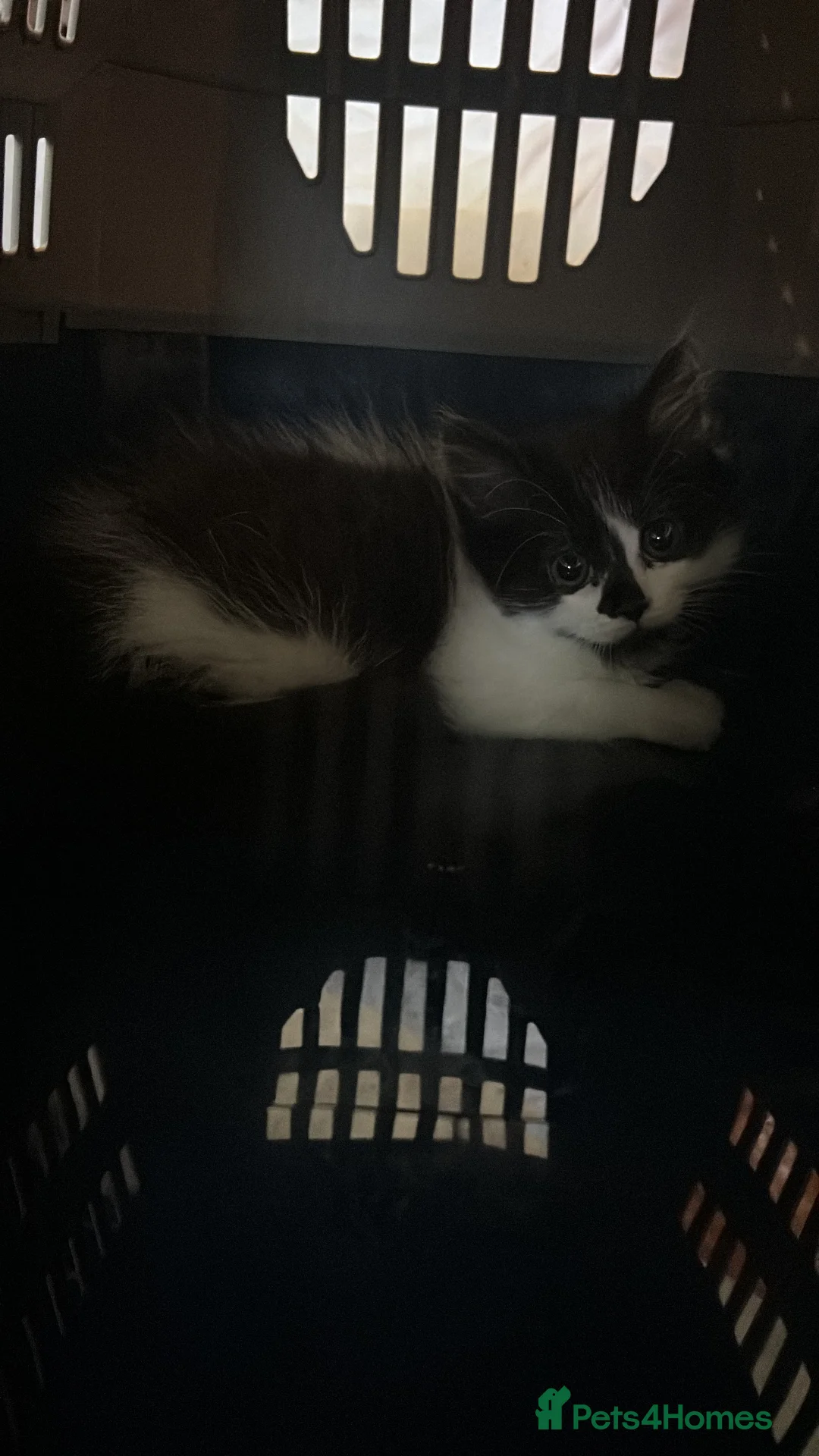 Mixed Breed cats for sale: Beautiful long haired kitten - Advert 2