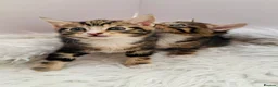 Mixed Breed cats for sale: beautifull kittens ready to go - Advert 6
