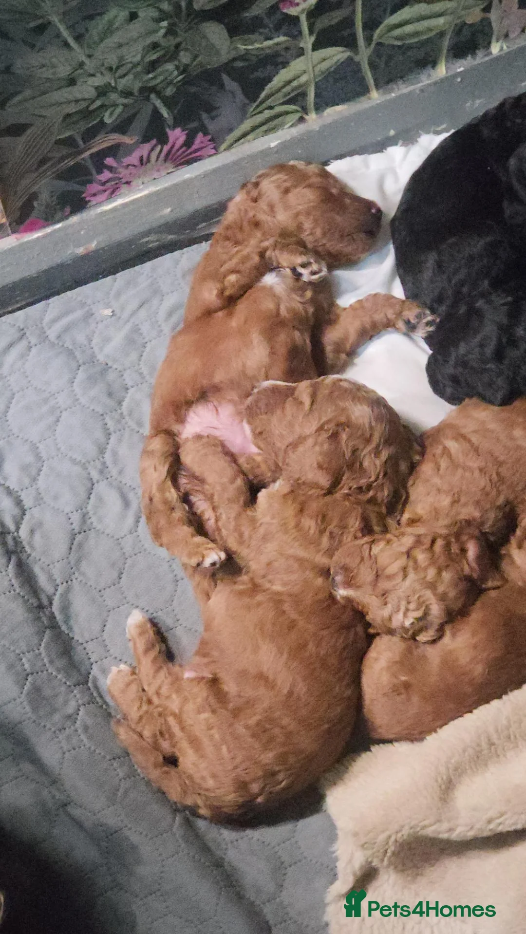 Mixed Breed dogs for sale: F1 - Doxiecocckerpoos ( Dachshund x cockerpoo) in Matlock - Advert 20