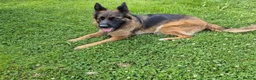German Shepherd dogs for sale: Stunning GSD Puppies – KC Registered –  DM Clear - Advert 16