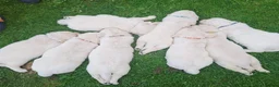 Golden Retriever dogs for sale: Golden Retriever Puppies  - Advert 9