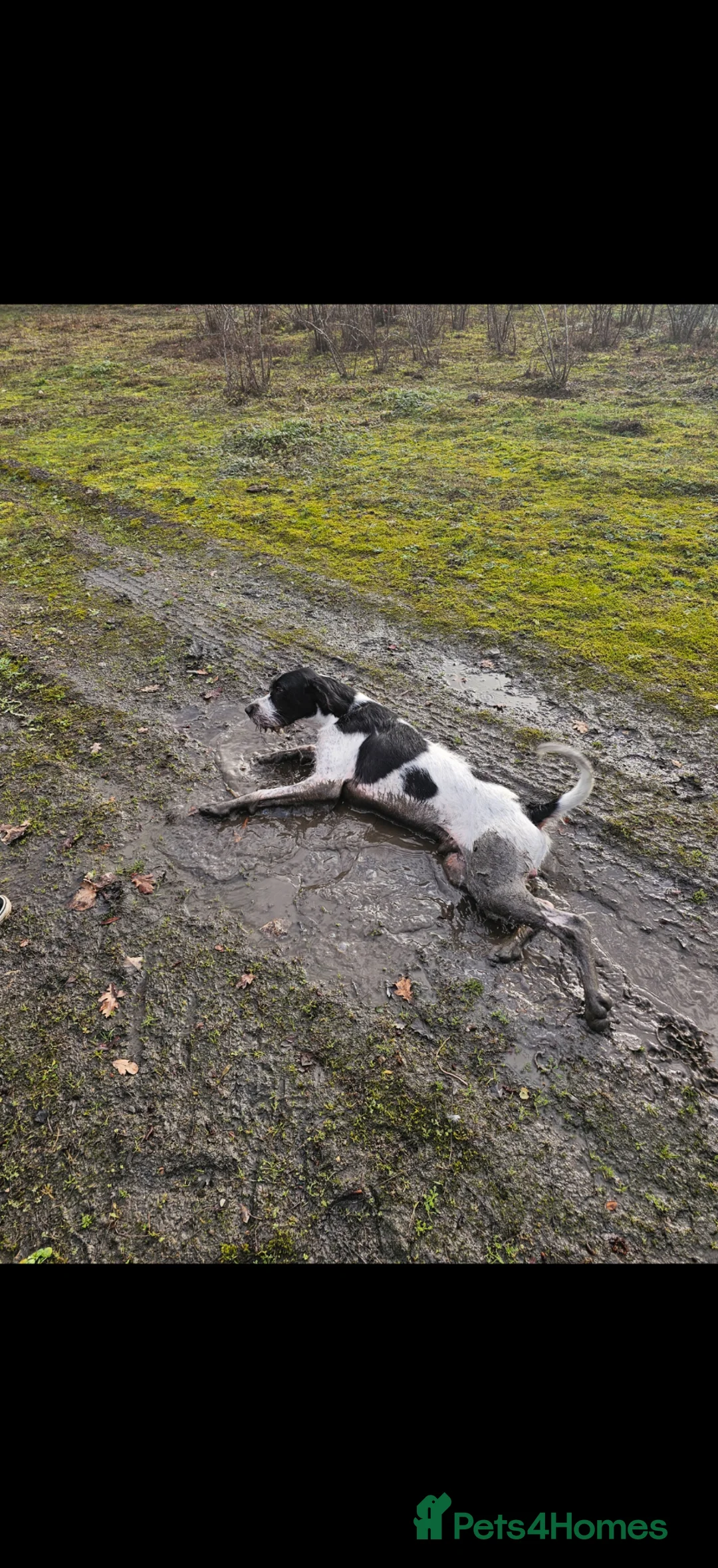 Pointer dogs for stud: Bruce - pointer for stud - Advert 1