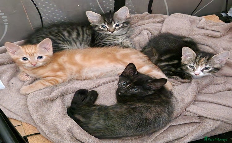 Mixed Breed cats - Advert 4