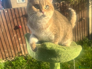 British Shorthair cats Last golden boy left 😻🌸🌼🌺 tica registered 😻 in Hayes - Advert 14