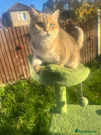 British Shorthair cats in Hayes - Advert 2