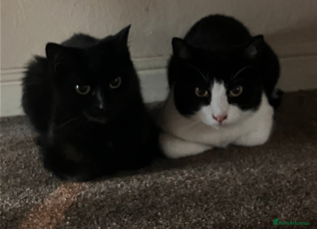 British Shorthair cats for sale: Two Cats - Image 4