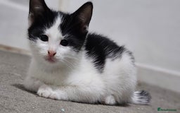 Domestic Shorthair cats for sale: Beautiful Kittens ready now in Chelmsford - Image 17