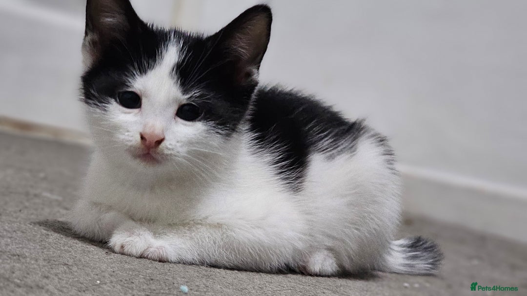 Domestic Shorthair cats for sale: Beautiful Kittens ready now in Chelmsford - Image 17