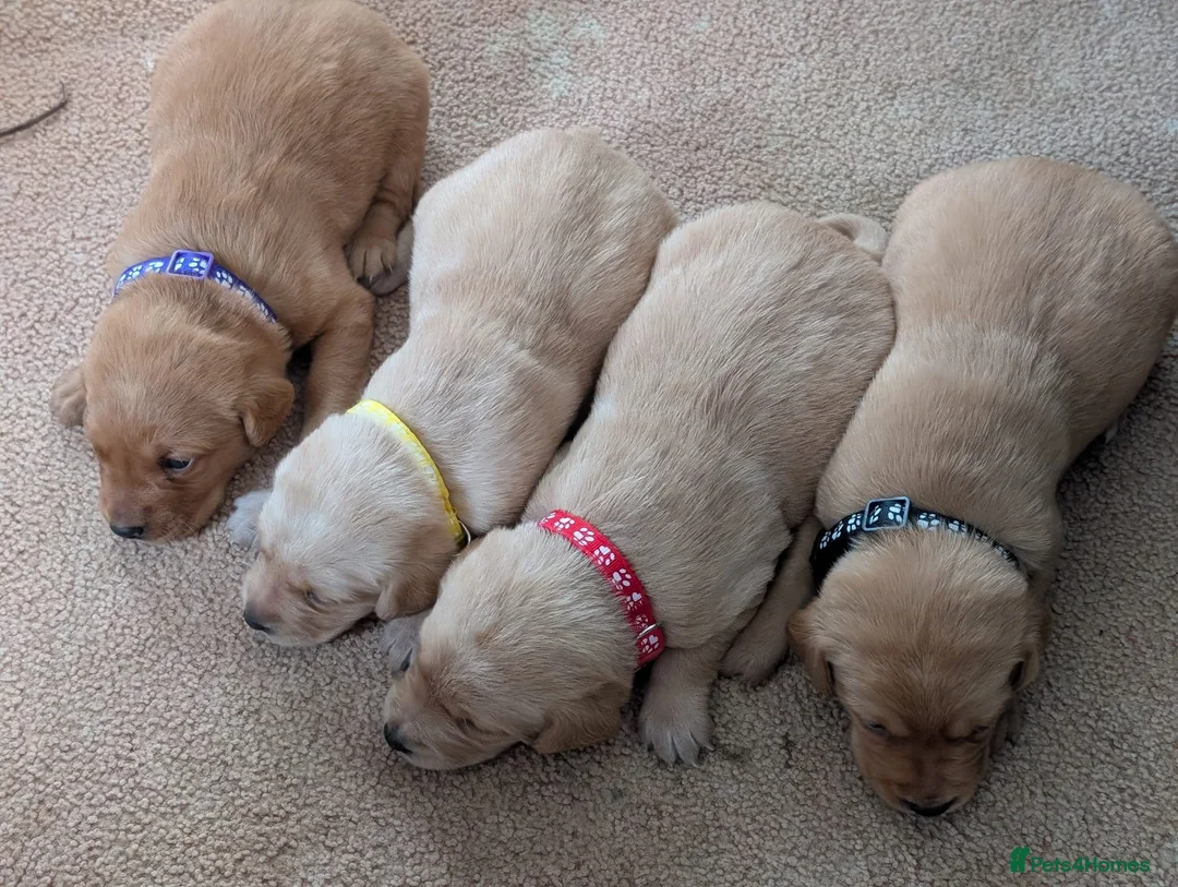 Labrador Retriever dogs for sale: 🔴🔥🔥🔴Fox Red Labrador Puppies 🔴🔥🔥🔴 - Advert 2