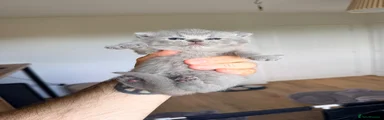 British Shorthair 3
