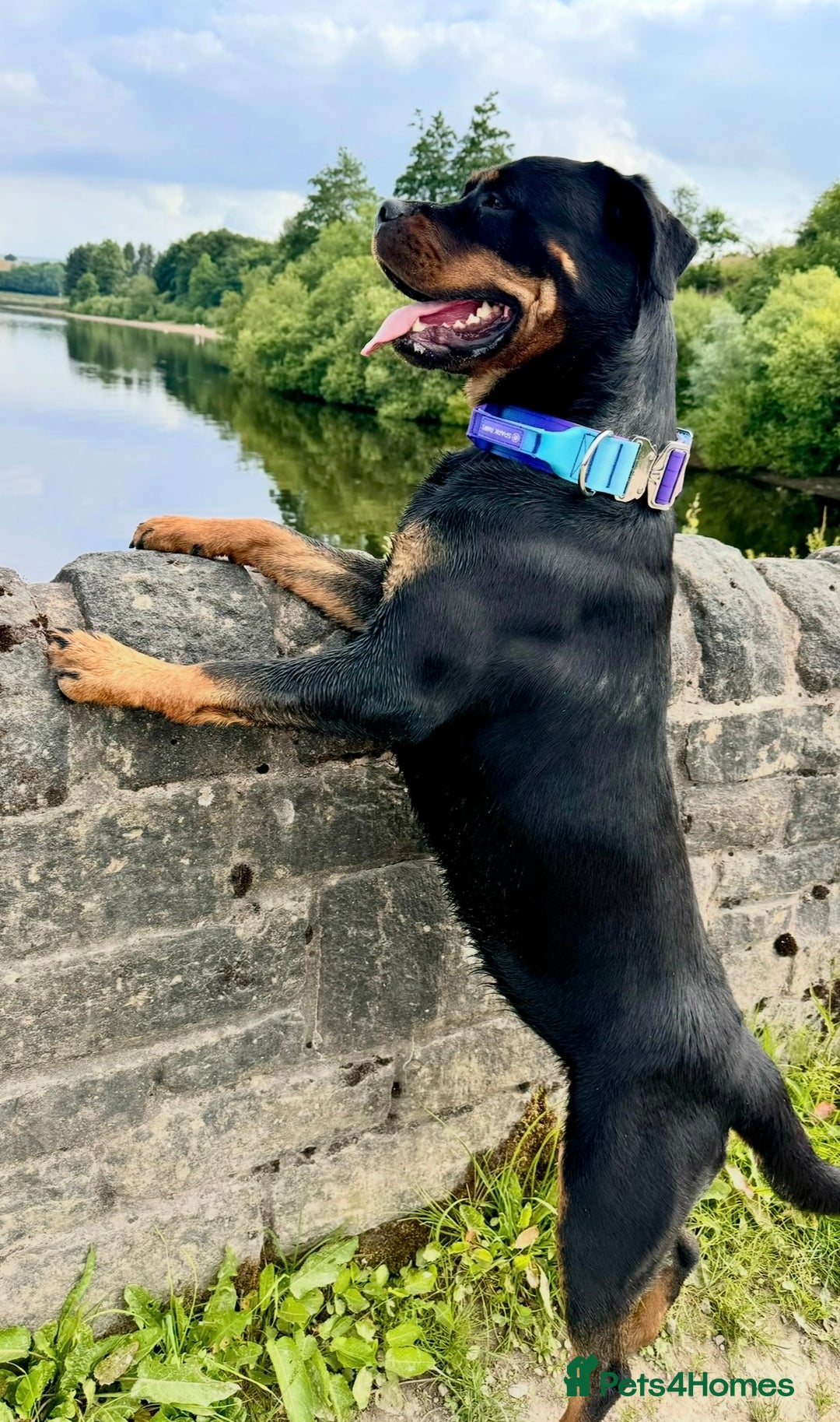 Rottweiler dogs for sale: KC Rottweiler puppies  - Advert 4