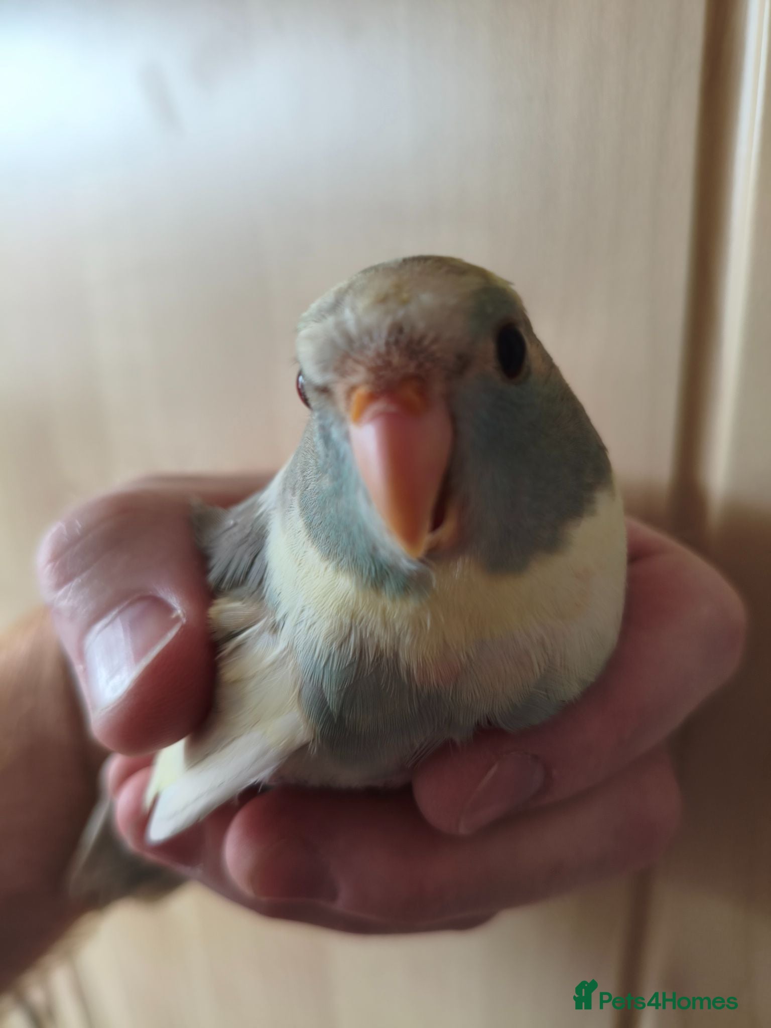 Parakeets birds Baby Kakarikis looking for their forever homes. - Advert 5
