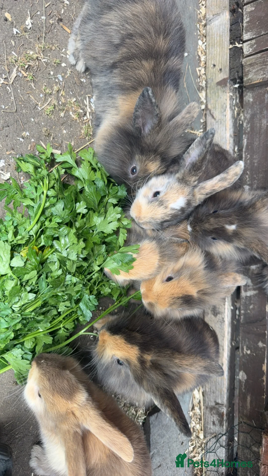 Mixed Breed rabbits for sale: Lop x lionhead Rabbits - Advert 8
