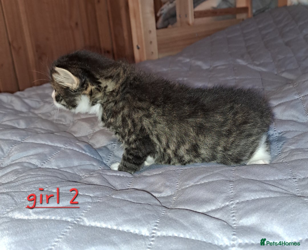 Domestic Shorthair cats for sale: 5 gorgeous kittens for sale  - Advert 16