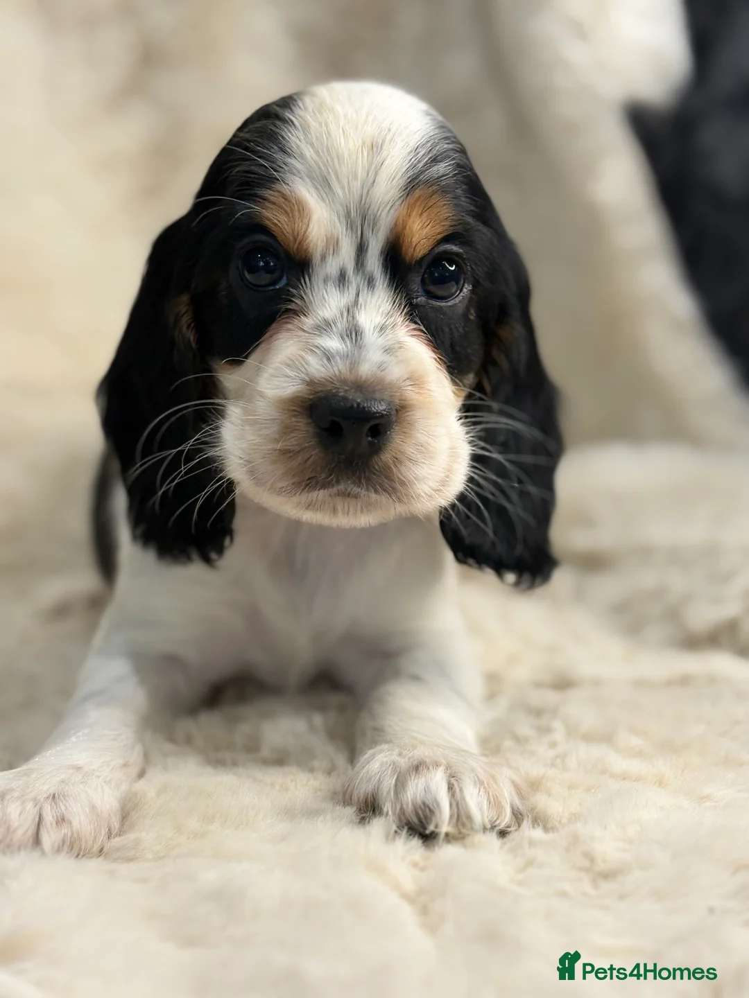 Cocker Spaniel dogs for sale: Top quality cocker spaniel pups  - Advert 17
