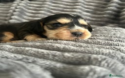 Cocker Spaniel dogs for sale: 🐾Cocker Spaniel Puppies-Ready in 5 Weeks🐾 - Image 27