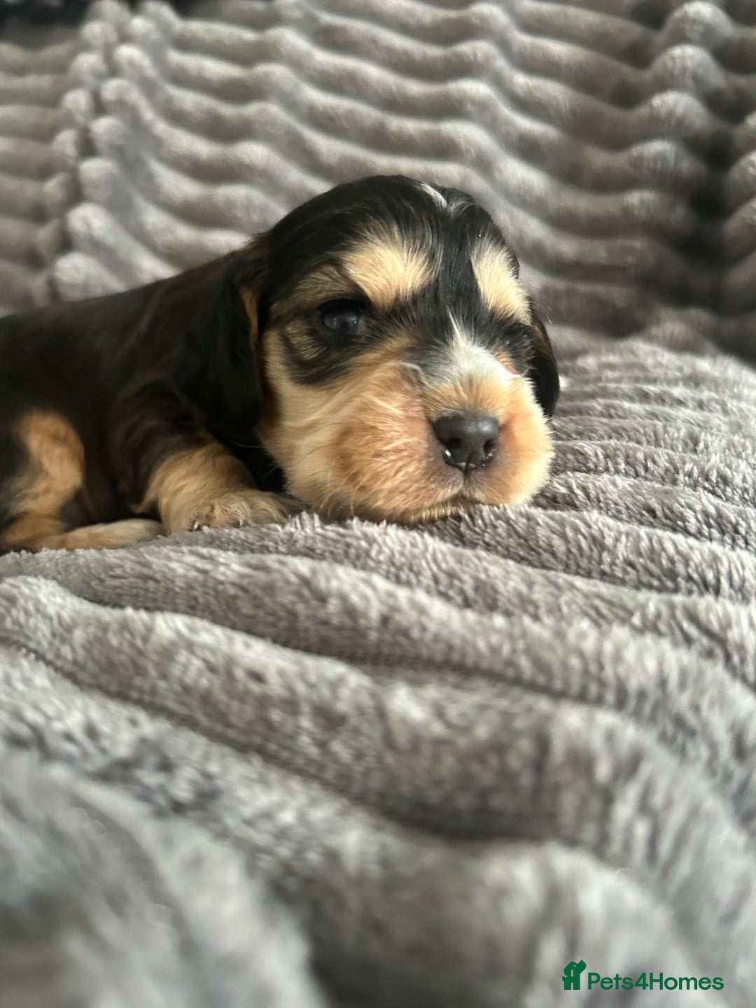 Cocker Spaniel dogs for sale: 🐾Cocker Spaniel Puppies-Ready in 5 Weeks🐾 - Image 27