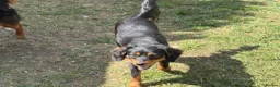 Mixed Breed dogs for sale: 11month old Female mixed breed  - Advert 4