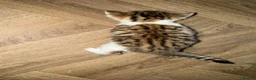 Mixed Breed cats for sale: 4 stunning kittens with unique markings for sale - Advert 9