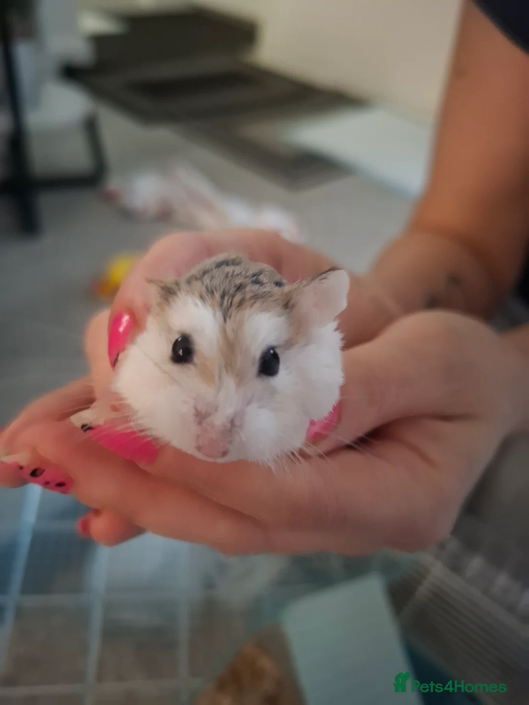 Hamster rodents for sale: Hamster - Advert 1