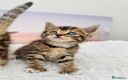 Mixed Breed cats for sale: kittens ready to go - Image 2
