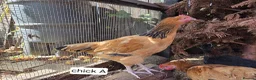 Chickens poultry for sale: BUFF SUSSEX YOUNG COCKERELS in Chatteris - Advert 4
