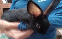 English rabbits for sale: Yurvac vaccinated purebred baby English rabbit! - Image 6