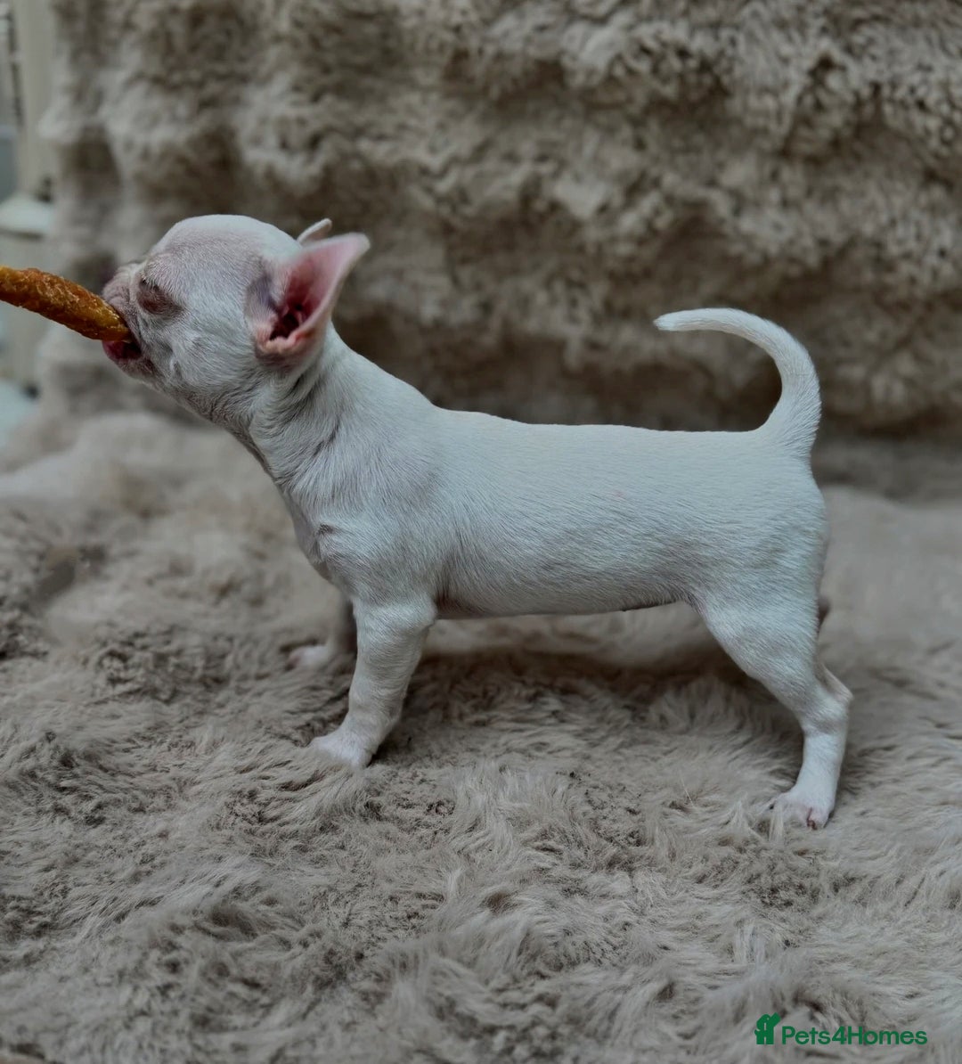 Chihuahua dogs for stud: KC reg - Health tested - PROVEN  - Advert 30