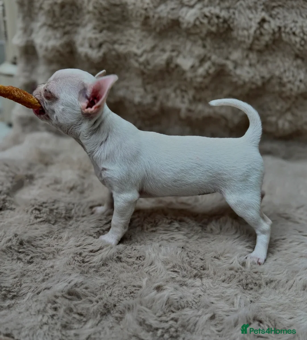 Chihuahua dogs for stud: KC reg-Health tested-PROVEN  - Advert 28