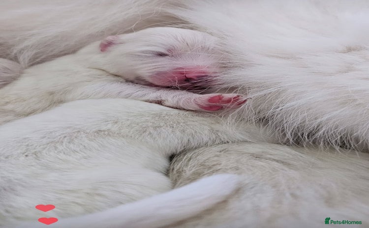Samoyed dogs - Advert 3