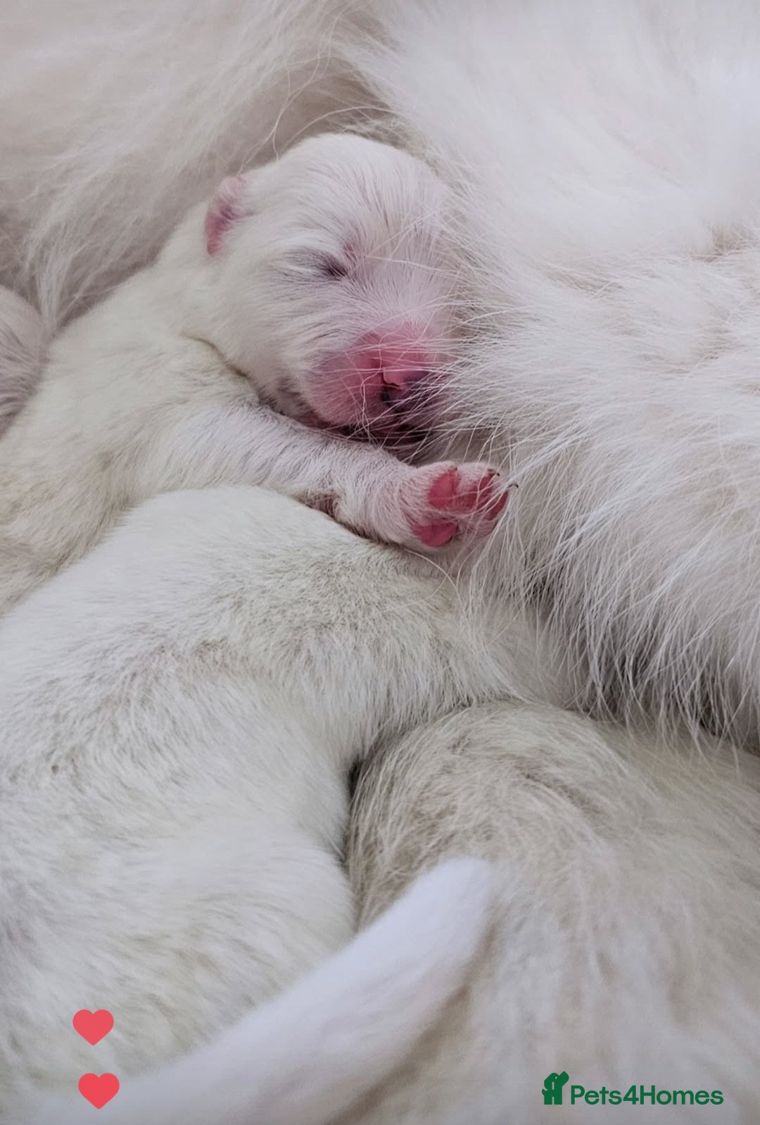 Samoyed dogs for sale: Top Quality KC Fully Health Tested Samoyed Puppies - Image 1