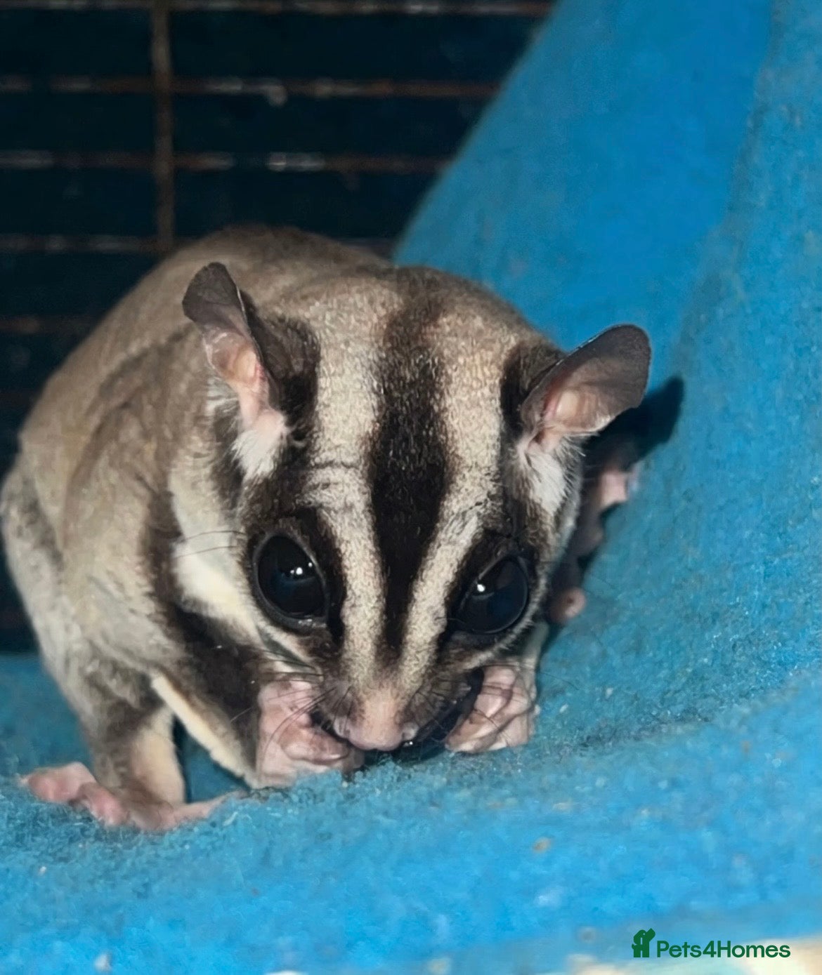 Sugar Glider rodents 2 Male Neutered Sugar Gliders   - Advert 1