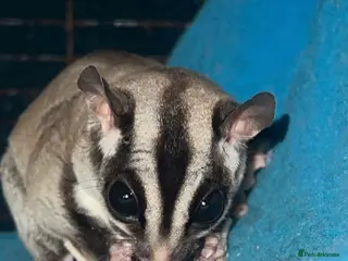 Sugar Glider rodents 2 Male Neutered Sugar Gliders - Advert 4