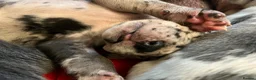 Great Dane dogs for stud: KC reg Dane for stud  - Advert 5