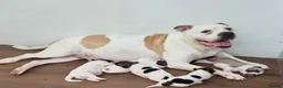 Mixed Breed dogs for sale: F1 American Bulldog x American Akita Puppies in London - Advert 2