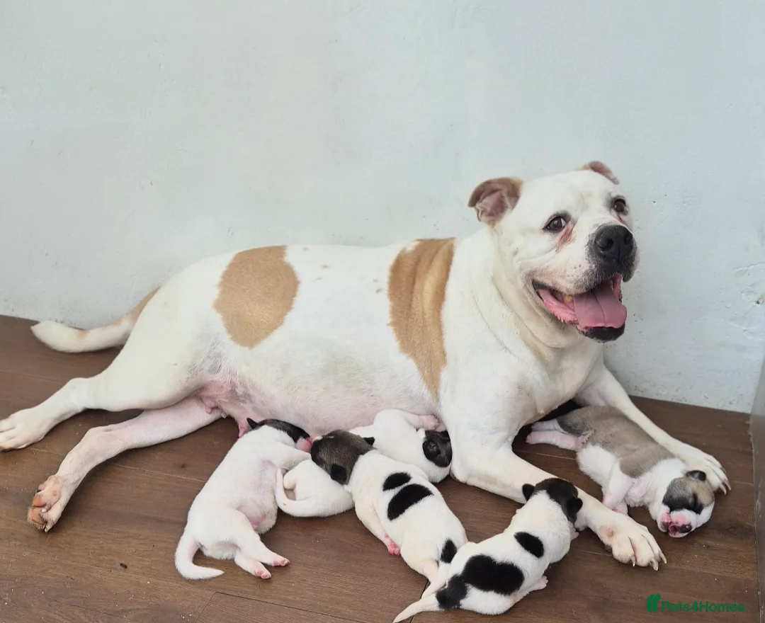 Mixed Breed dogs for sale: F1 American Bulldog x American Akita Puppies in London - Advert 2