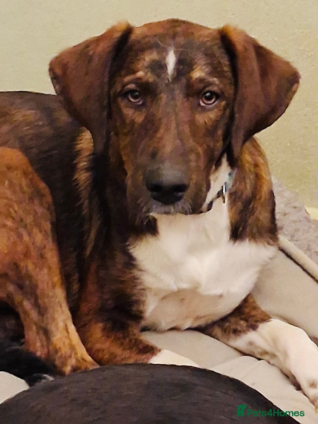 Mixed Breed dogs for sale: Handsome Enzo ready for his forever family - Advert 3