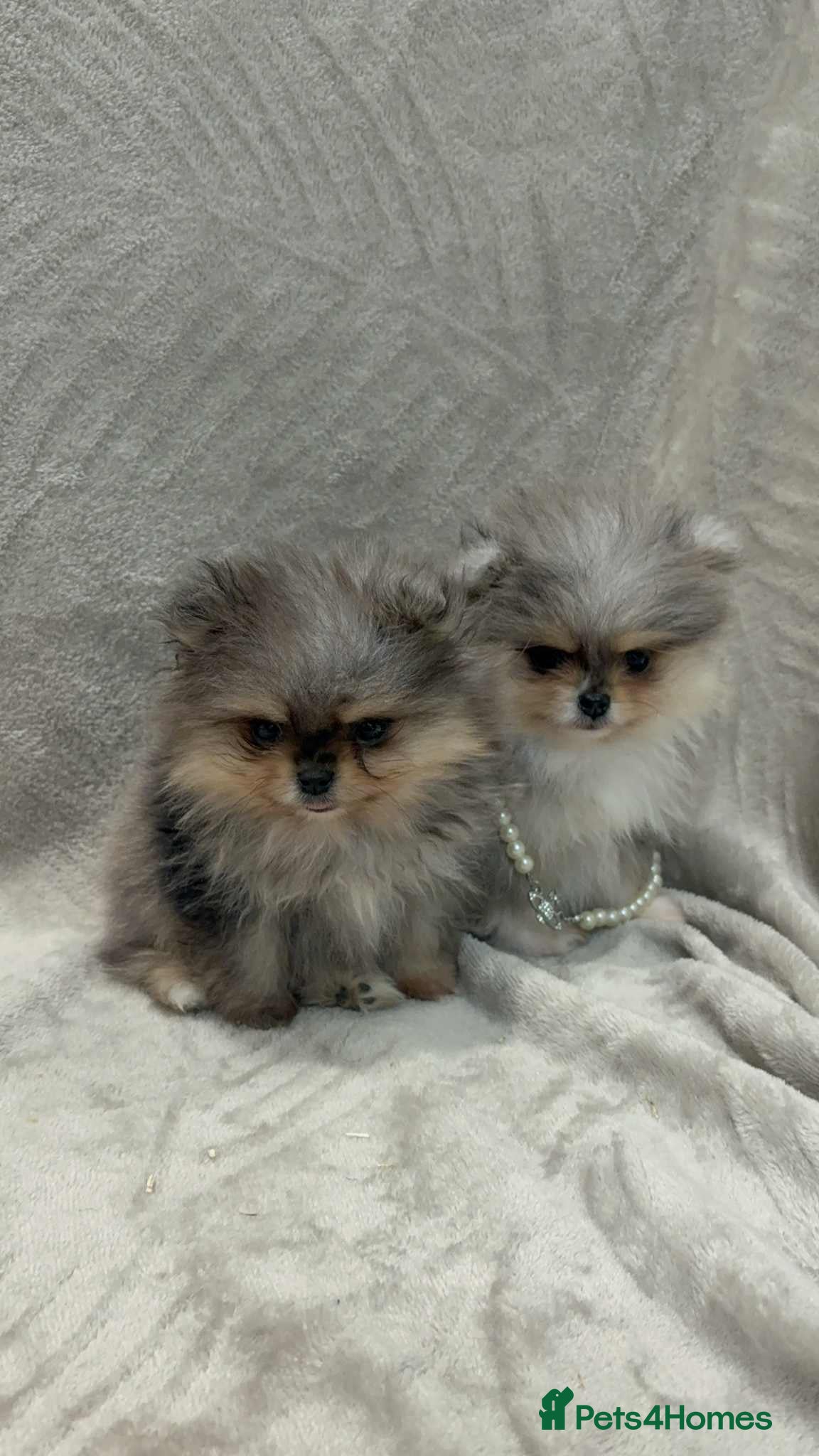 Pomeranian dogs RUSSIAN SHOW MERLE POMERANIAN PUPPYS  - Advert 9