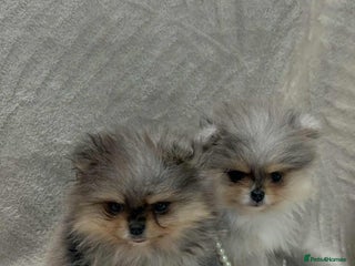 Pomeranian dogs RUSSIAN SHOW MERLE POMERANIAN PUPPYS - Advert 13