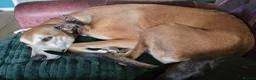 Lurcher dogs for sale: Lurcher for sale - Advert 2
