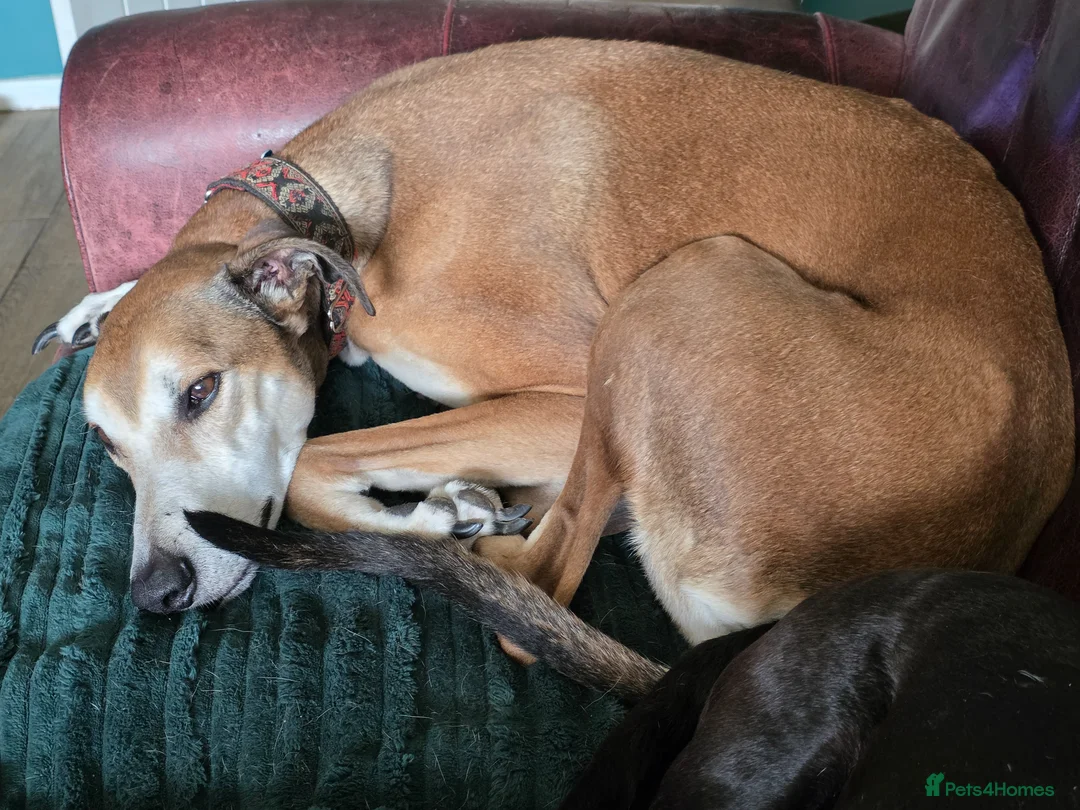 Lurcher dogs for sale: Lurcher for sale - Advert 2
