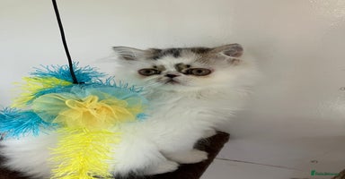 Persian cats - Advert 14