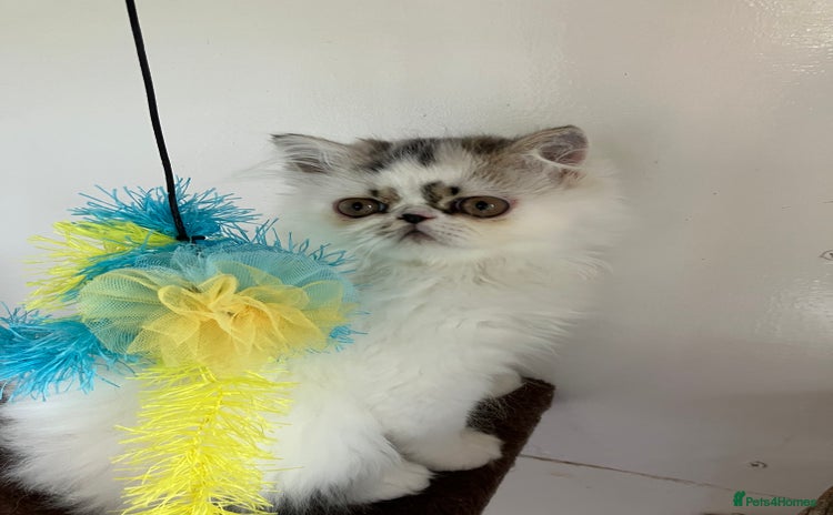 Persian cats - Advert 8