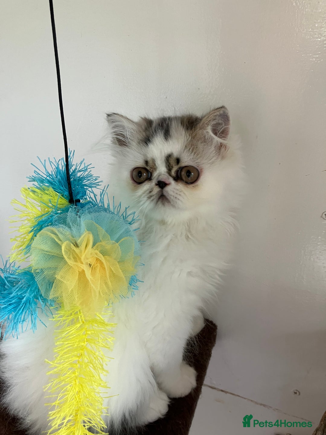 Persian cats for sale: Unexpectedly available Two Pure Persian Kittens  - Image 3