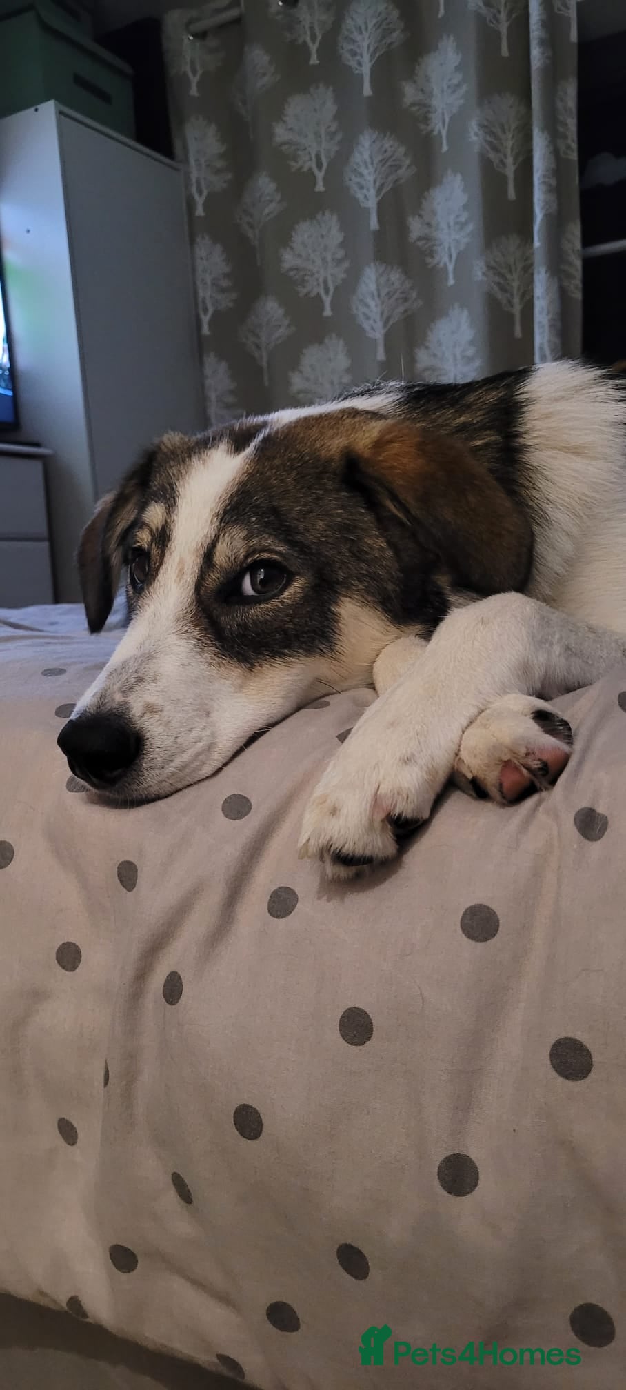 Mixed Breed dogs Meet wonderful Nala! - Advert 5