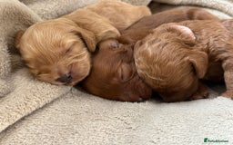 Cockapoo dogs for sale: 2 weeks old cockapoos  - Image 25